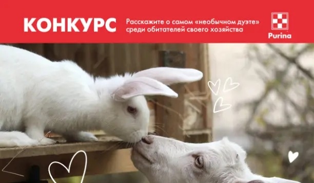 Изображение конкурса «Необычный дуэт»