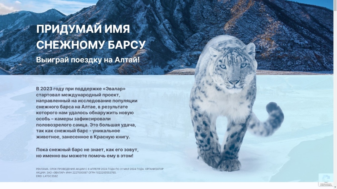 Конкурс :: «Придумай имя снежному барсу» :: NaN Изображение конкурса «Придумай имя снежному барсу»